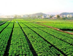 扭矩傳感器與農(nóng)機應用